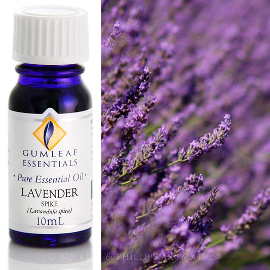 LAVENDER SPIKE ESSENTIAL OIL