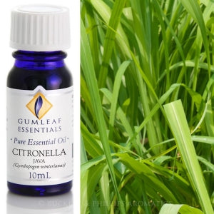 CITRONELLA JAVA PURE ESSENTIAL OIL