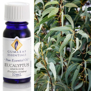 EUCALYPTUS LEMON GUM PURE ESSENTIAL OIL