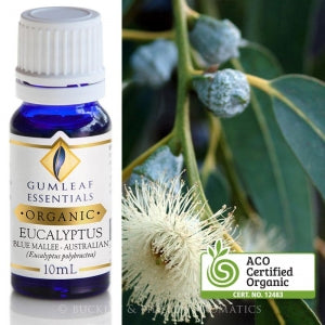 EUCALYPTUS ORGANIC ESSENTIAL OIL