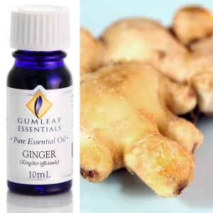 GINGER PURE ESSENTIAL OIL