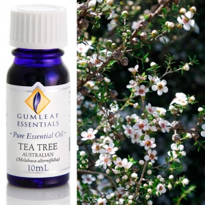 TEA TREE AUSTRALIAN PURE ESSENTIAL OIL