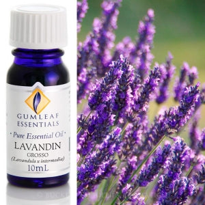 LAVANDIN GROSSO ESSENTIAL OIL